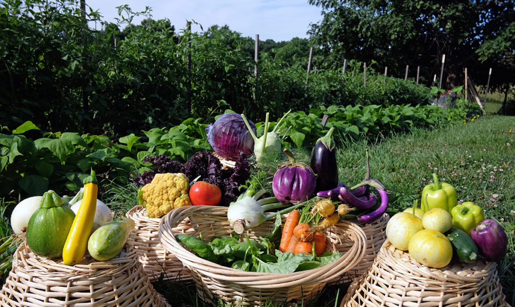 An array of vegetables that make up a mid summer CSA share.