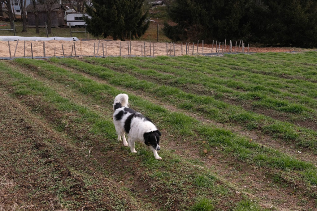 New garden beds Cover Crop Web 1024x683