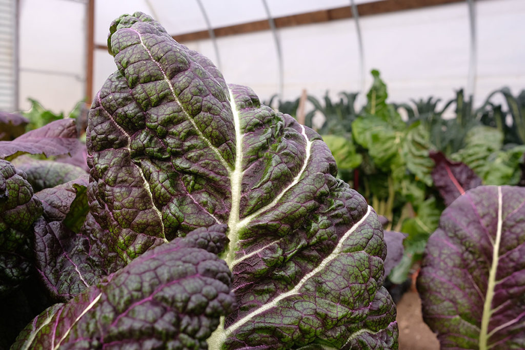 Persephone Days Mustard Web 1024x683