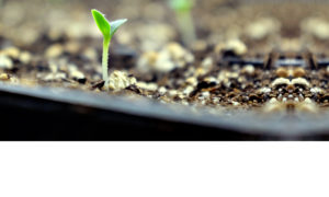 A small seedling emerges from a growing tray in the greenhouse at Geezer Farm